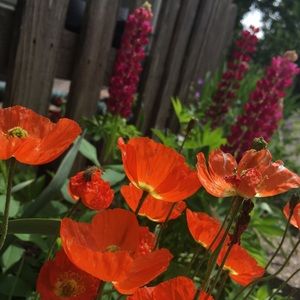 Meet your Posher, Callie